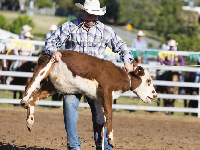 Calf roping is banned in other states.