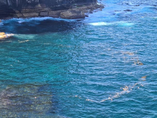 Seagulls bob in the water alongside raw sewage at Diamond Bay.