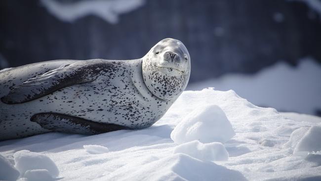 Leopard seals look friendly but are highly efficient hunters.