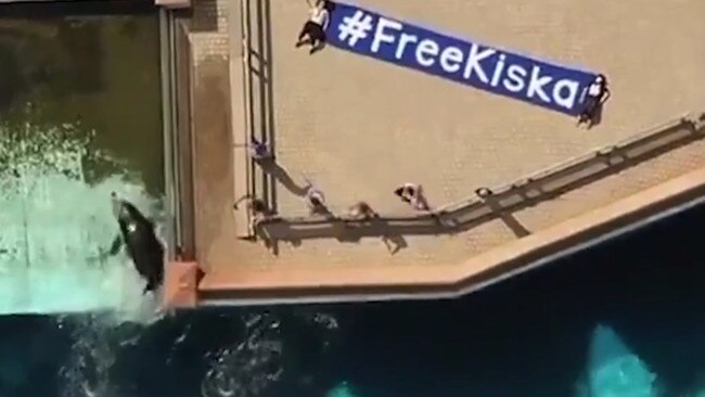 Animal rights activists are campaigning for Kiska’s freedom. Picture: walruswhisperer/Twitter