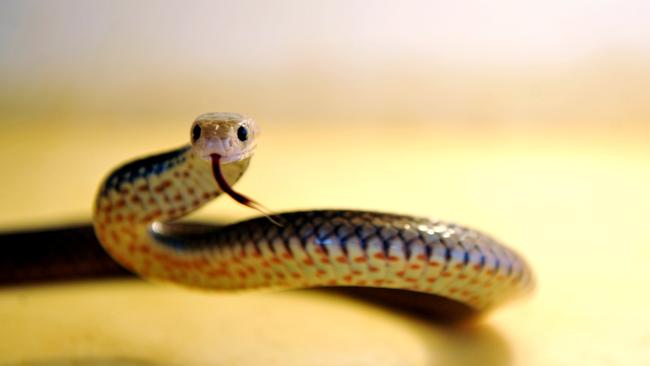 HEATING UP: Snakes like this Eastern Brown are on the move now that temperatures are rising.Photo: Max Fleet / NewsMail