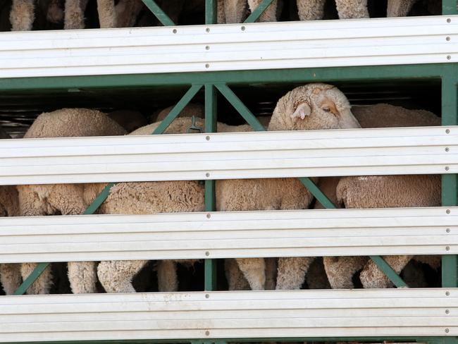 Sheep on a truck head towards a ship near protesters protesting against live exports this afternoon near Inner Harbour Berth 18, they are on Ocean Steamers Road, Port Adelaide. Company exposed for animal rights' abuses is loading animals right now at the Port .. Protest the Livestock Shipping Services vessel, The Maysora , photos of the protesters and the animals being loaded into the ship and the ship itself . Picture: Stephen Laffer