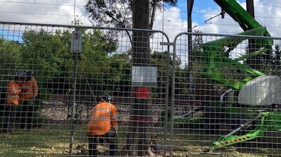 Workers removing trees in Mont Albert’s Avenue of Honour for level crossing removal works on Thursday, December 16. Picture: Supplied.