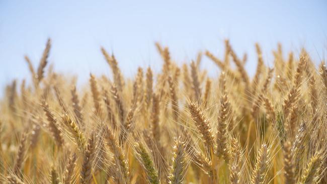 Crop production is expected to rise next financial year. Picture: Zoe Phillips