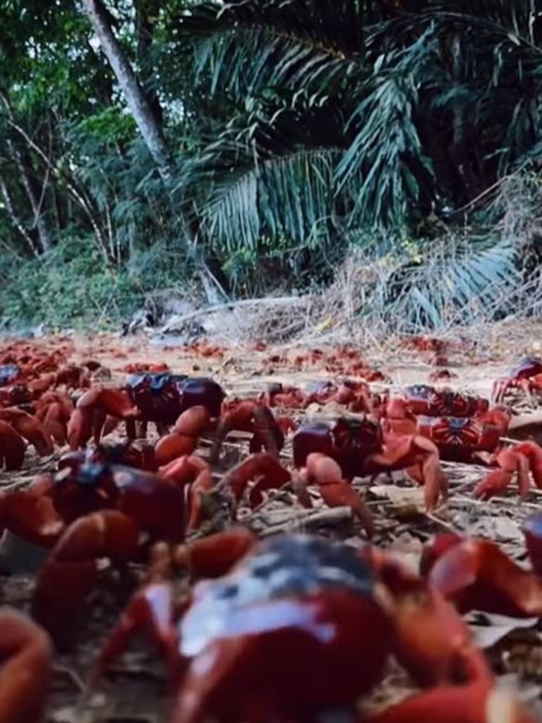 The crabs are a ‘keystone species’ on Christmas Island. Picture: Facebook/Christmas Island Tourism