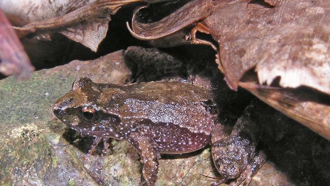 The Kroombit Tinker Frog come in various colours and can only be disguinshed from the 'Tink' sound they make.