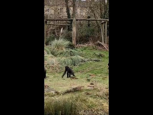 Zoo ups security over repeated break-ins to gorilla enclosure