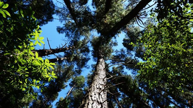  n37le601 Yarra Ranges Council will remove about 500 Pine trees from Richards Reserve in Montrose because they are weeds. Cr ...