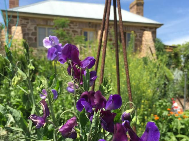 Everyone loves Sophie’s garden ... especially the bees!