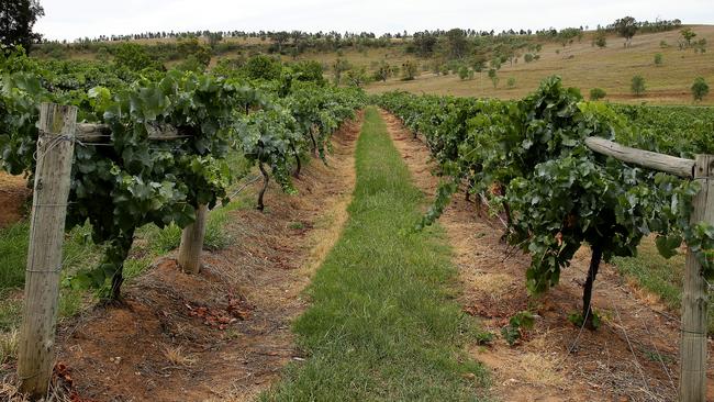 Hunter Valley wineries have backed calls to fight a union proposal to overhaul working holiday visas. Picture: Troy Snook