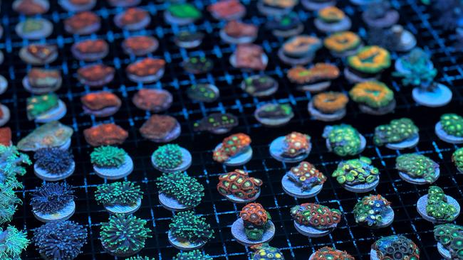 Tiny corals in the tanks at Monsoon Aquatics Coral Farm. Picture: Tourism and Events Queensland.