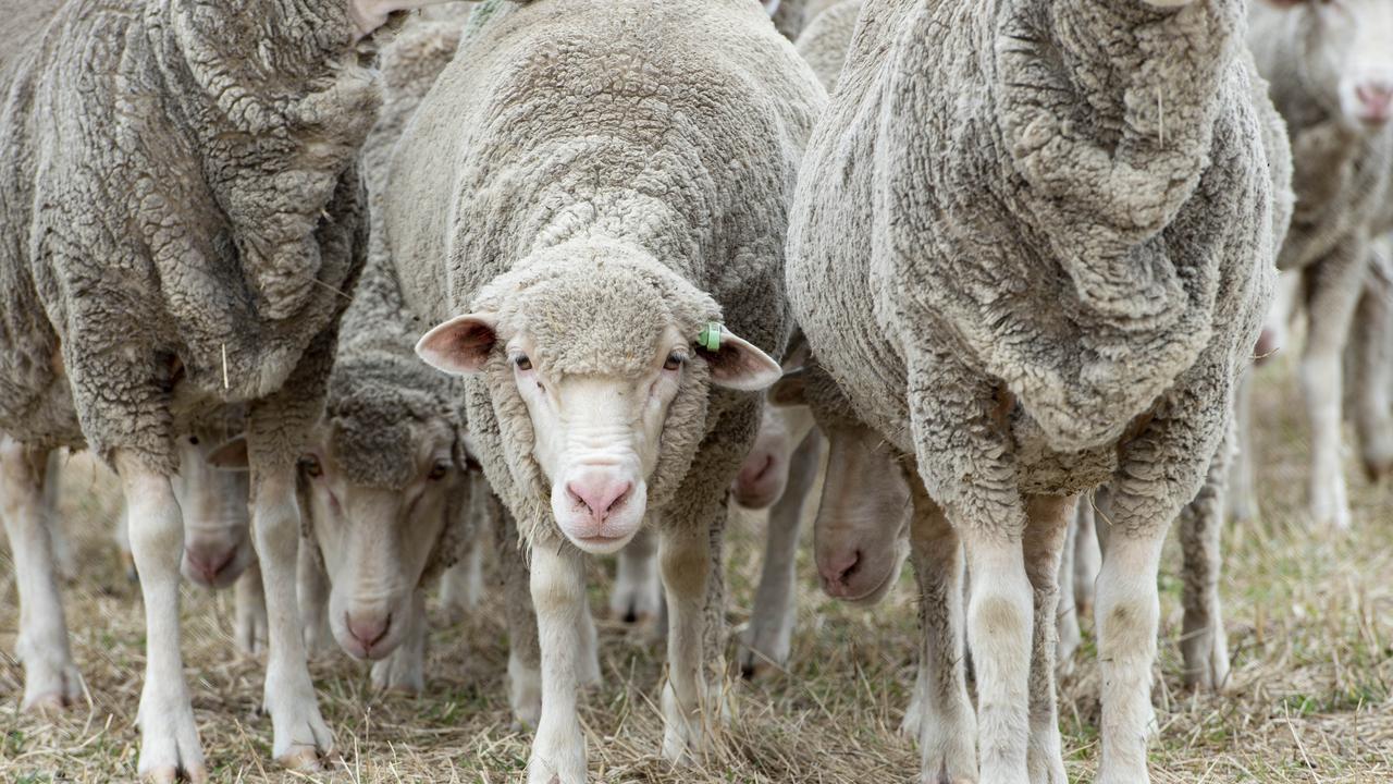 Century-low levels for wool volumes