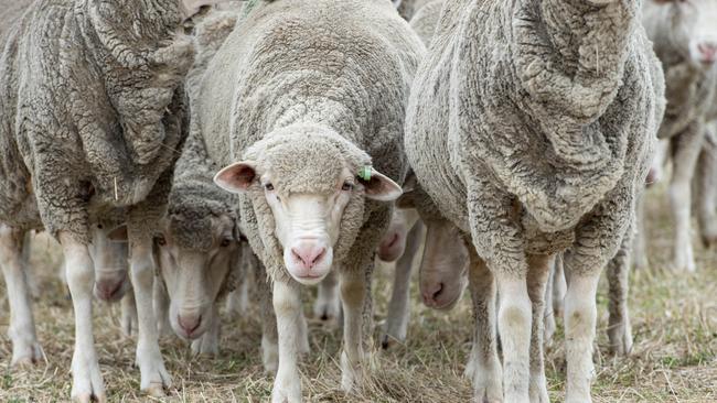 WOOL PRICEWool price has opened the year strong and wool producer Steven Wishart, from Burnbrae Poll Merinos.Pictured: Generic sheep. Merino.PICTURE: ZOE PHILLIPS