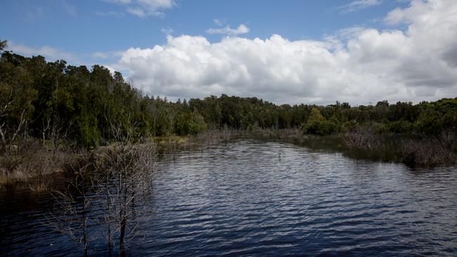 The wetlands near Tuross Head are a haven for local fauna, including green prawns and water birds that inhabit the area. Picture: Nathan Schmidt