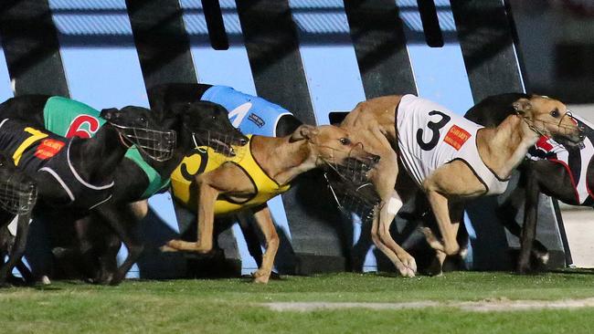 The greyhound meeting at Capalaba on Saturday will be live-streamed via Ustream. Picture: Marc Robertson