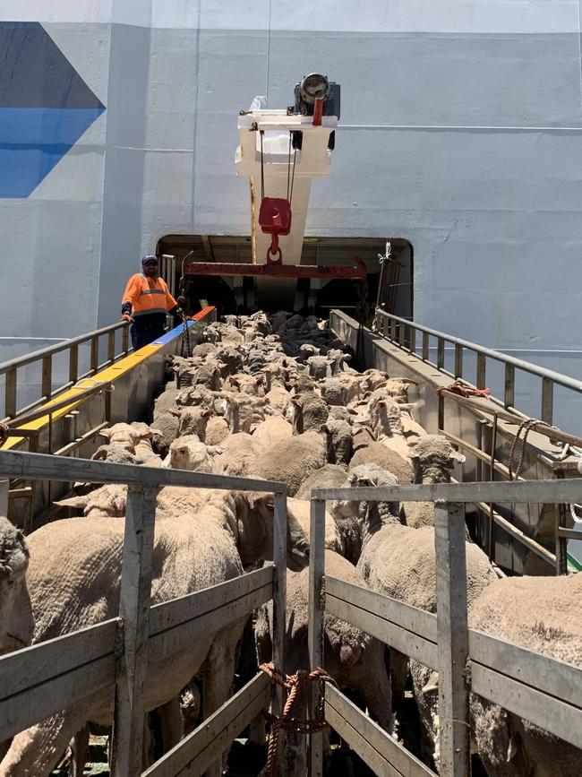 Live export ship Al Messilah in Perth. Source: Supplied