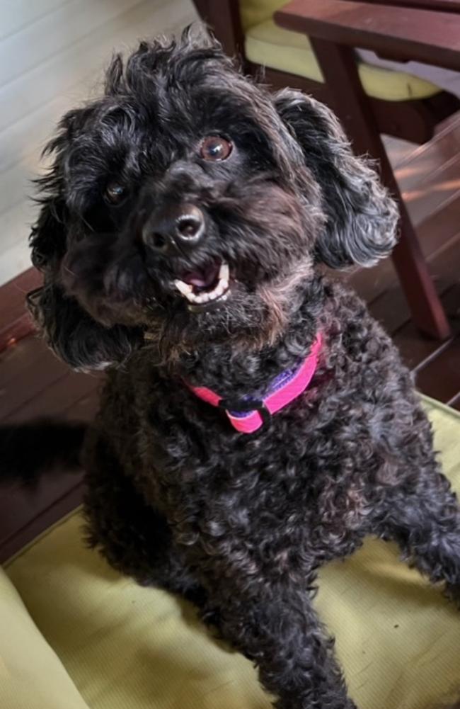 Mrs Dixon adopted Star, a 5kg miniature poodle, last May with her brother Bentley. Picture: Contributed