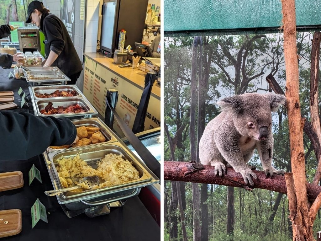 We try breakfast with the koalas at Wildlife Sydney.