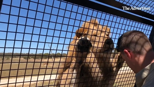 Lions, rhinos and other wildlife on show at Wild Africa at Monarto