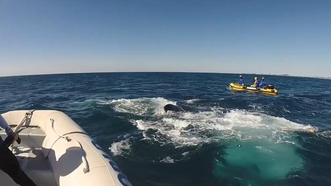 Rescuers attempt to free the tangled whale. Photo Sea World