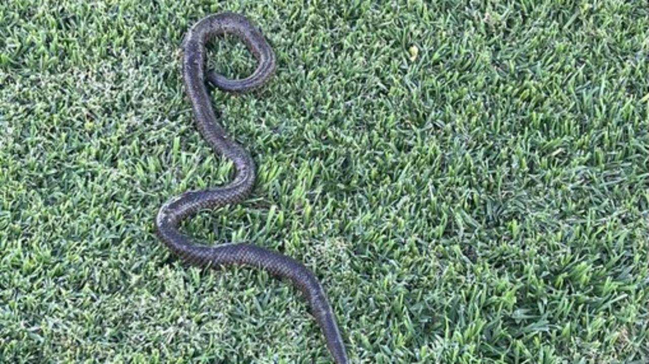 NSW snake plague: Dogs, cattle bitten as floodwaters force snakes onto high ground | Daily Telegraph