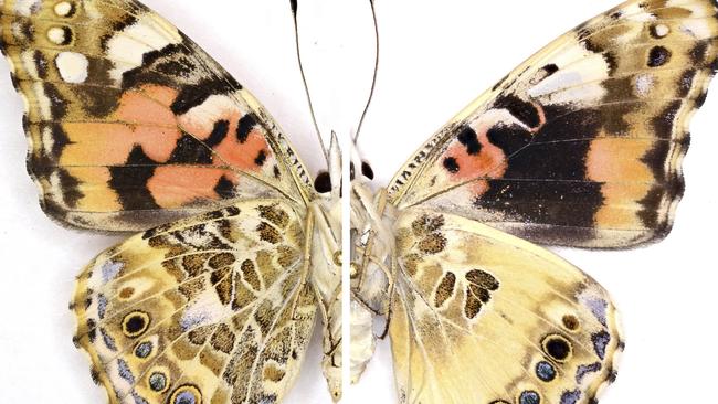 A beautiful butterfly. Picture: Arnaud Martin