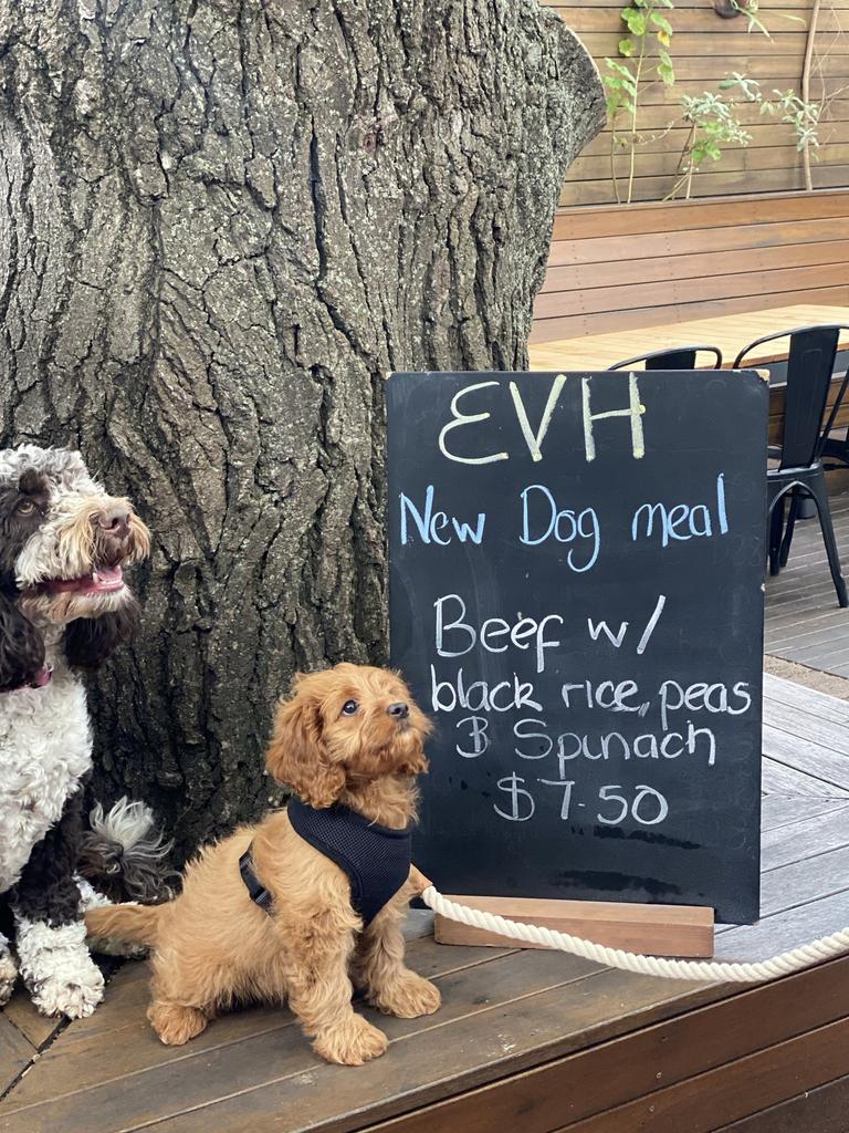 There’s a dog menu at EVH. Picture: Supplied