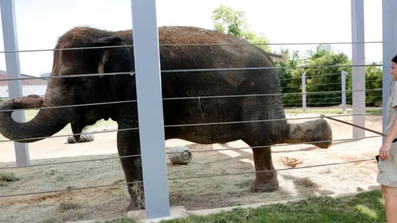 Zookeepers check the elephants for health issues during the yoga sessions.