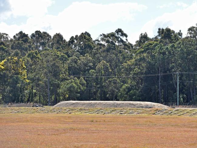 The tall trees at the northern end of Warnervale Airport. Picture: Troy Snook