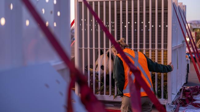 The pandas prepare for their flight to China. Picture: Zoos SA