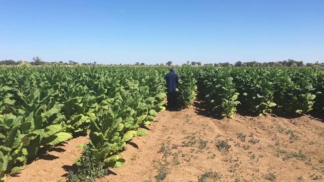 It’s hard to argue against moves to crack down on illegal tobacco crops like this one, but it’s not surprising people buy on the black market with a packet of cigarettes now costing $35.