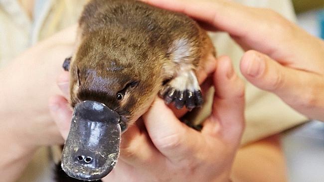 platypus injury