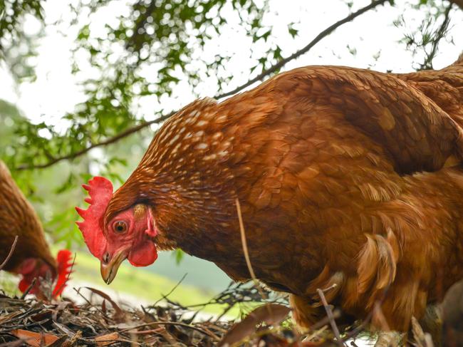 Happy free range chickens