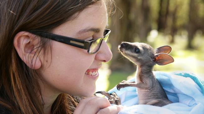 Wildlife manager Emily Paterson with Oliver the Tammar Wallaby. Picture Andrew Tauber