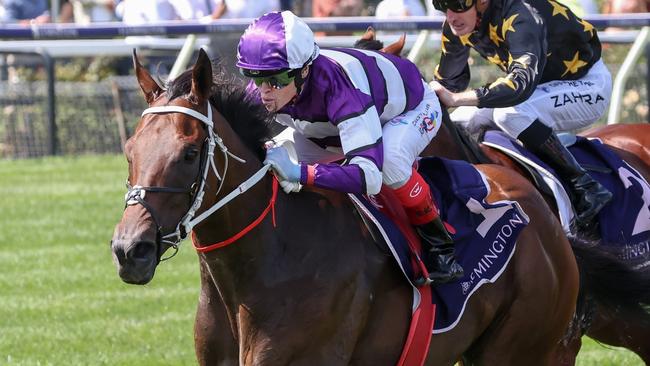 Riff Rocket has won two of his three starts this prep. Picture: George Sal/Racing Photos via Getty Images