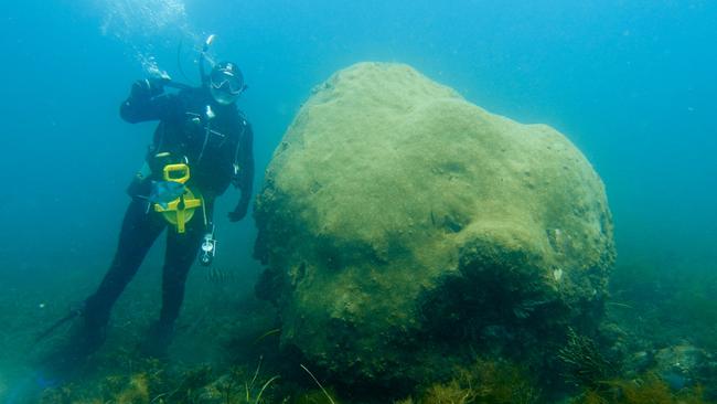 Catherine Larkin with ancient coral off Kangaroo Island’s North Coast. Picture: AusOcean