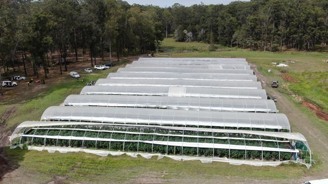 The arrests come after a year-long investigation into cultivation and supply of cannabis across NSW.