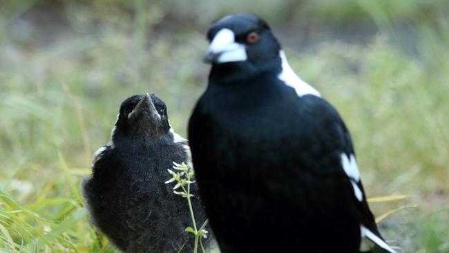 One of the invading magpies with its offspring, coming to a park near you.