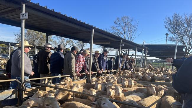 Heavy lambs are making big money, and some hit 1000c/kg carcass weight at the Wagga Wagga Livestock Marketing Centre. Picture: Nikki Reynolds