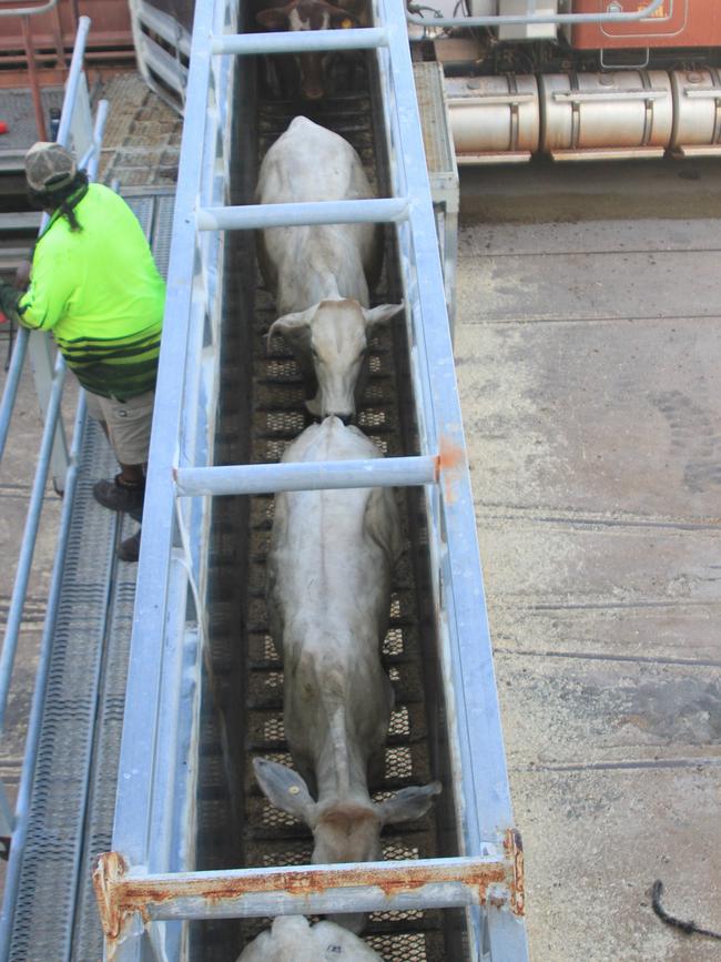 Cattle loading from the truck to the Brahman Express. Picture: Charlie Peel