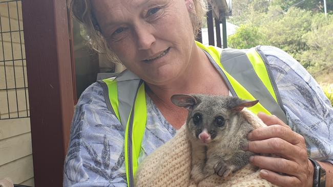 Tracy Burgess is currently caring for this seven-month-old brushtail possum who survived a dog attack in Wentworth Falls. Mum was torn apart but she was in the pouch. Picture: Isabell Petrinic