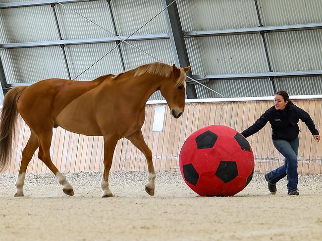 A mounted branch member tempts Morris with a ball in the ring. Picture: Ian Currie