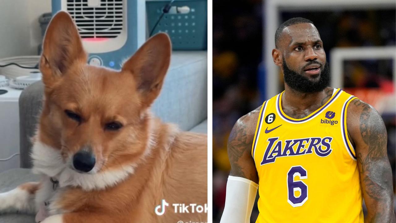 NBA 2023: Viral TikTok dog's wild NBA prediction, Lakers Vs Warriors