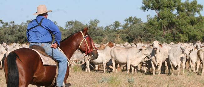 Beef giant: Cattle on one of Stanbroke’s vast holdings in northern Australia.