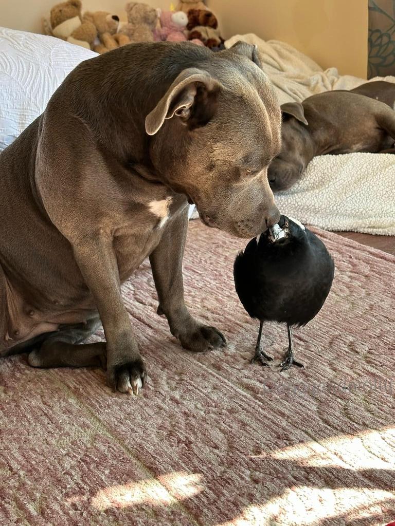 The couple’s dogs, Peggy and Ruby, have a strong bond with Molly. Picture: Facebook / Peggy and Molly