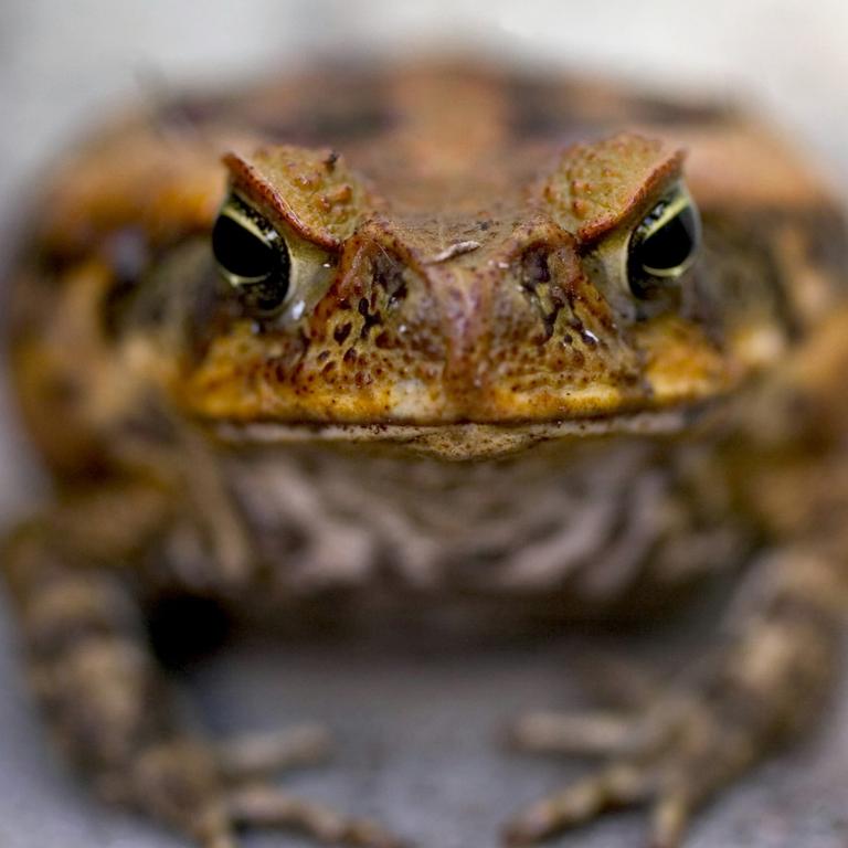 The toad's poison back is killing off many native Australian species of birds and marsupials – and even family pets. Picture: Melanie Stetson Freeman/The Christian Science Monitor/Getty Images