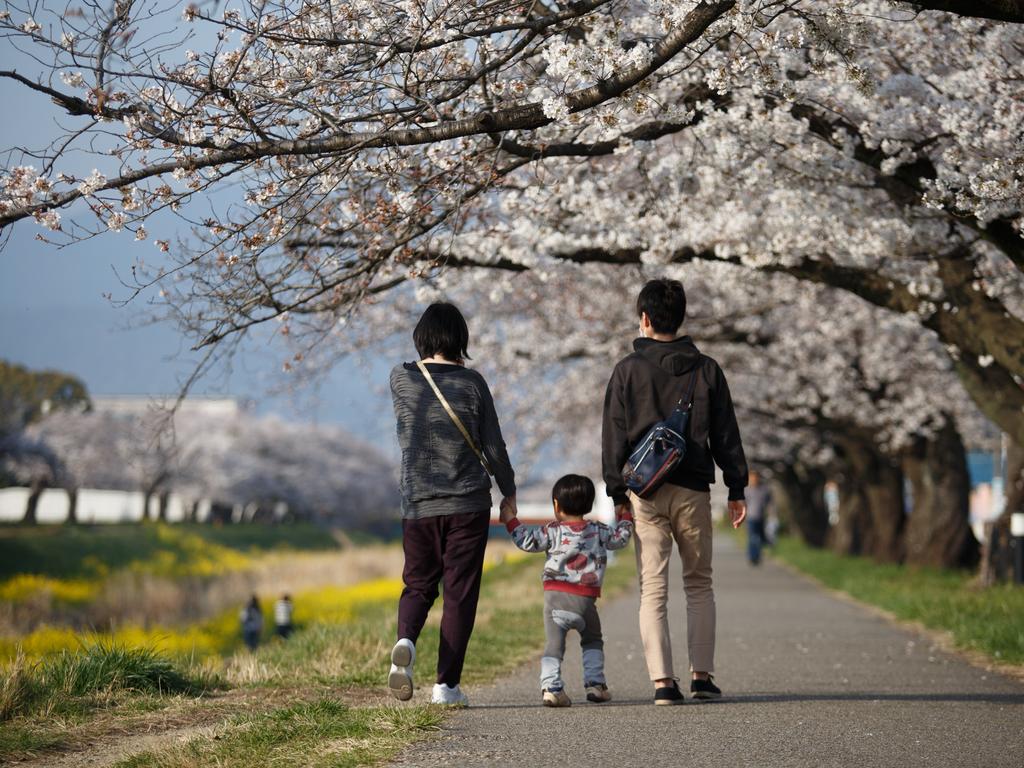 A Family enjoy cherry blossoms in Toyokawa. The Cherry blossom also known as Sakura in Japan normally peaks in March or early April in spring. The Sakura is the National flower of Japan. Picture: Getty Images