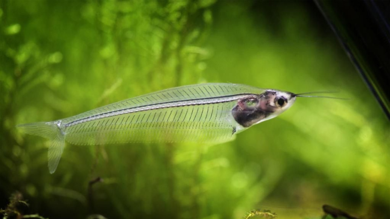 Hornsby aquarium shop fire: Exotic fish saved from blaze | Daily Telegraph