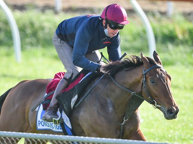 Pondus at Werribee Racecourse on October 27, 2020 in Werribee, Australia. (Reg Ryan/Racing Photos via Getty Images)