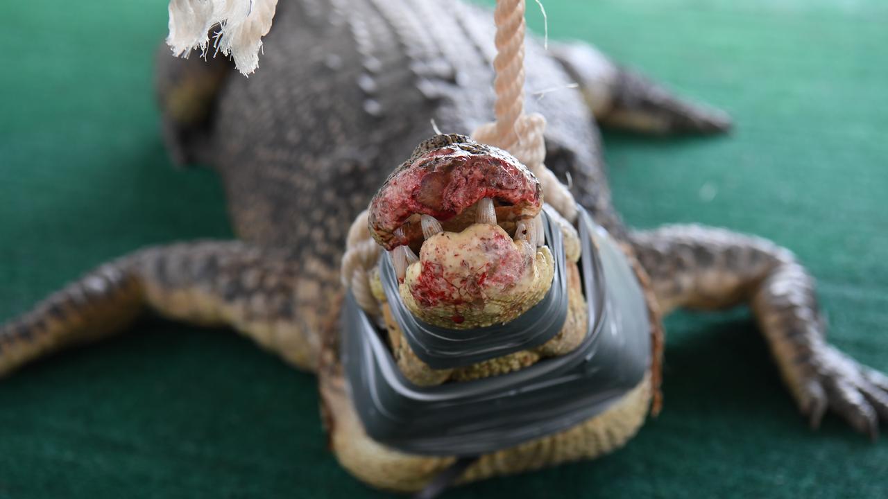 Croc caught in Darwin harbour. Picture: (A)manda Parkinson